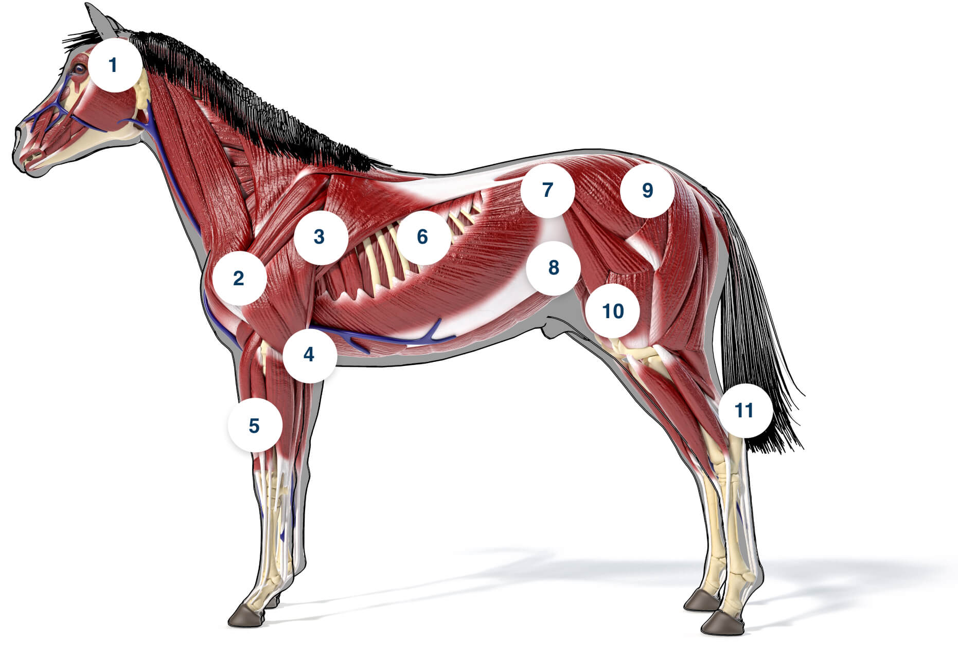 Equinibidiol Horse Diagram